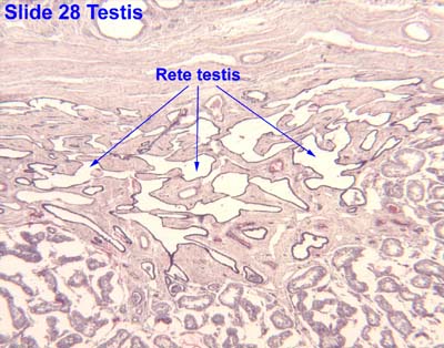 Rete Testis Histology